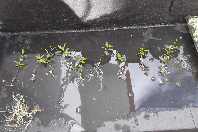 bonsai from seed
